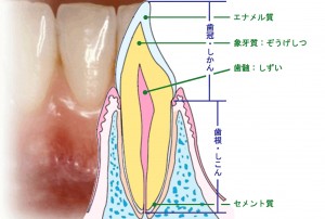 歯の縦断面図
