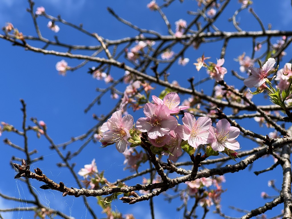 IMG_3035 - みまつ渡辺歯科医院