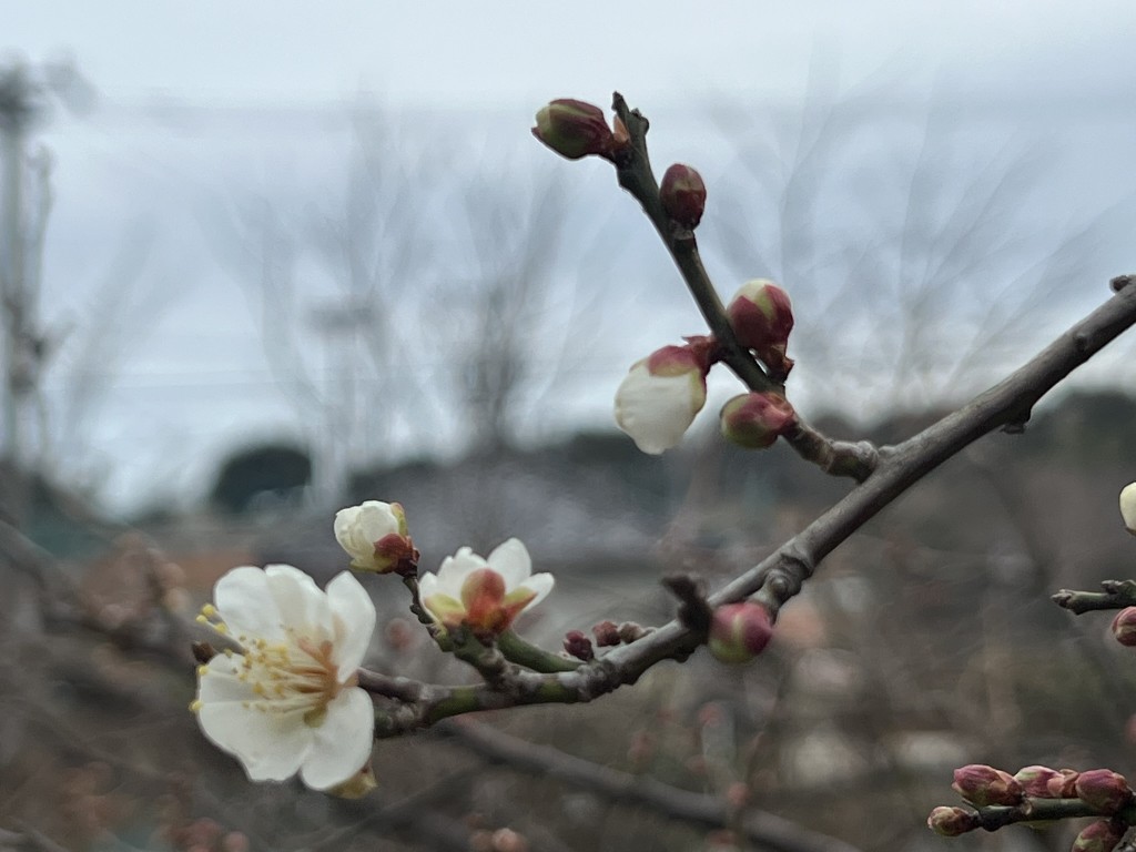 IMG_3293 - みまつ渡辺歯科医院