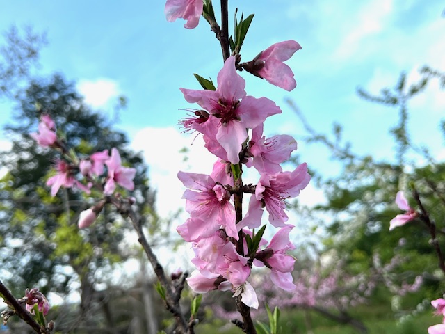 IMG_3516 - rin h