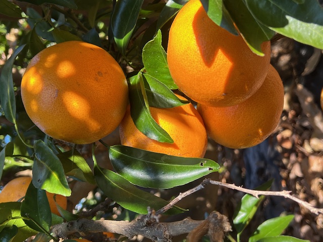 image1_(1)