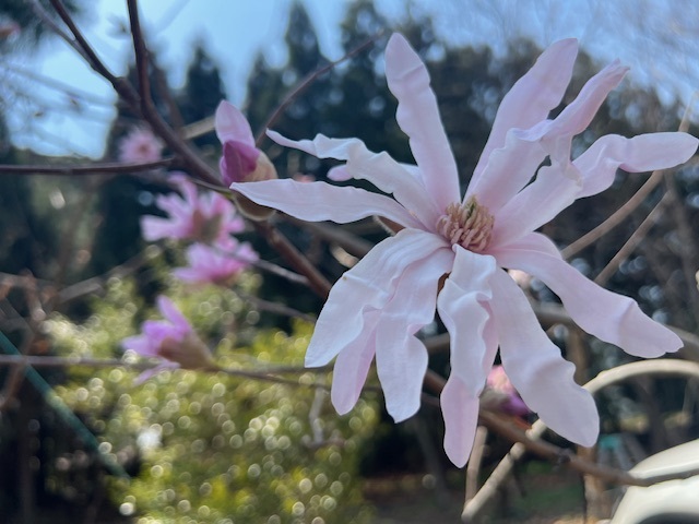 1-image2 - みまつ渡辺歯科医院
