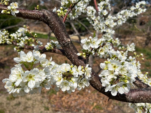 2-image3 - みまつ渡辺歯科医院