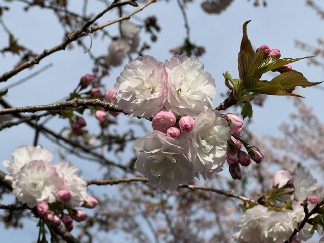 4-image9 - みまつ渡辺歯科医院