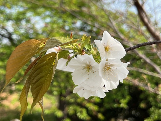 5-image10 - みまつ渡辺歯科医院