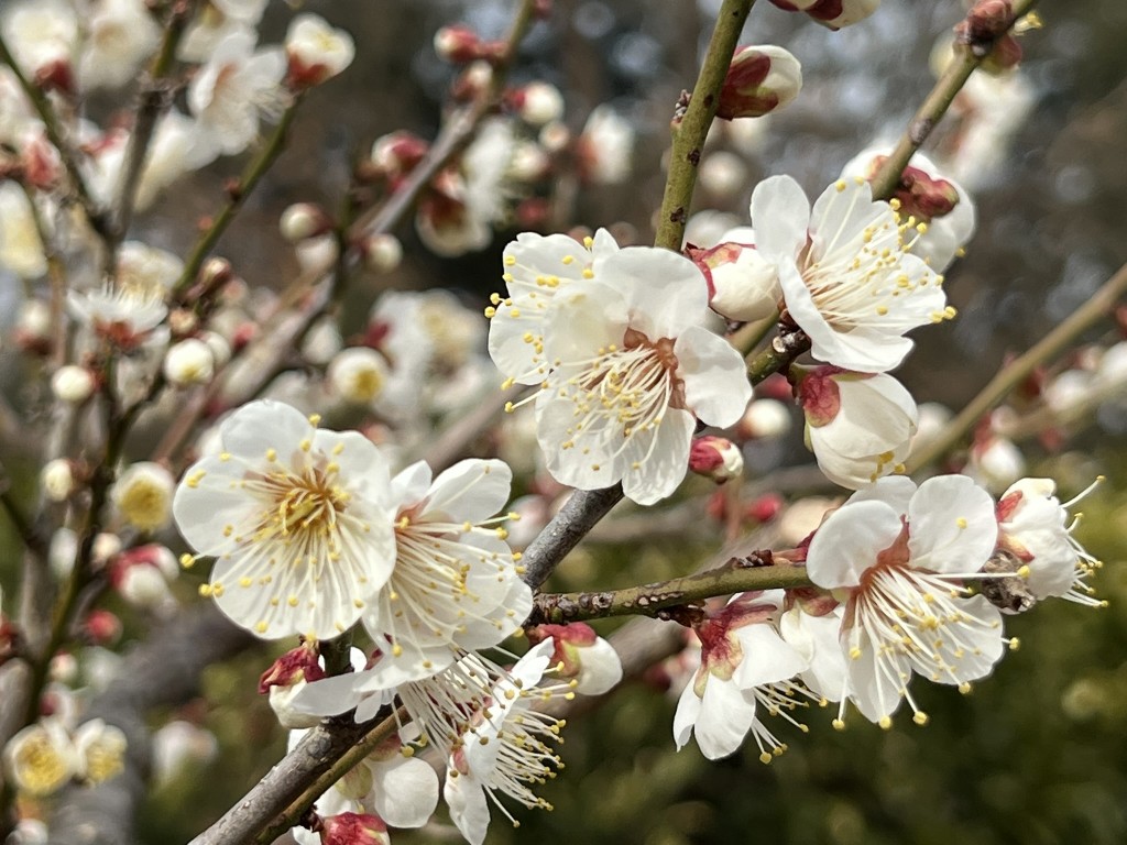 1 - みまつ渡辺歯科医院
